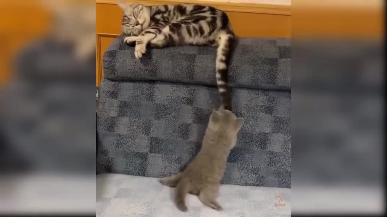 A Funny Cats