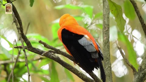 A Black and Orange Finch Perched Bird on A Tree