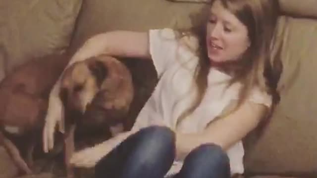 Brown dog jumping on sofa toward owner