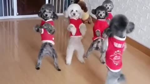 chiens Caniches