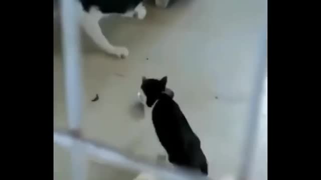 Funniest Cats fighting