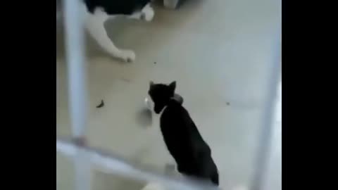 Funniest Cats fighting