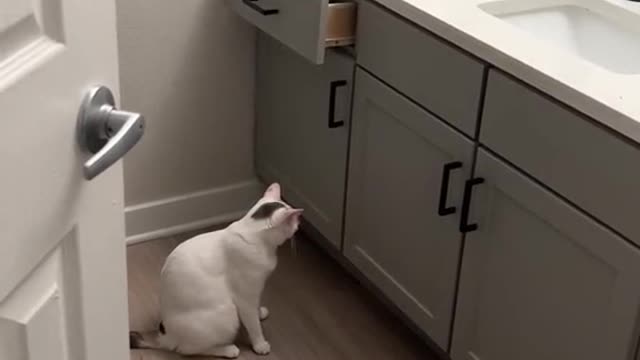 The cat is playing hide and seek