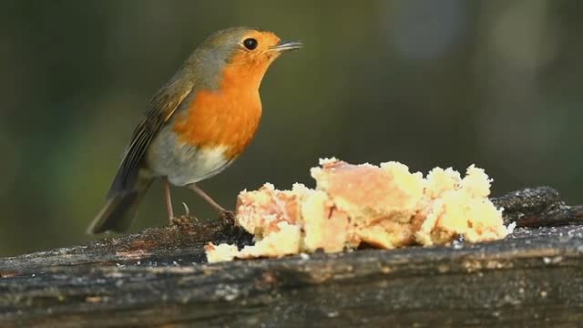 Burd eating food