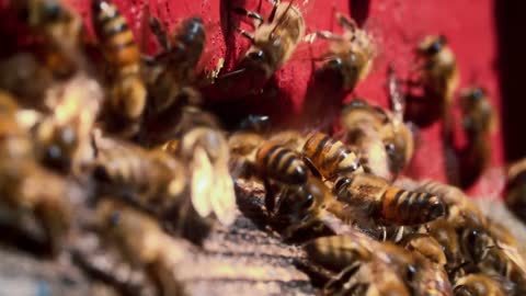 A group of honey bees fly into the hive through the letochki