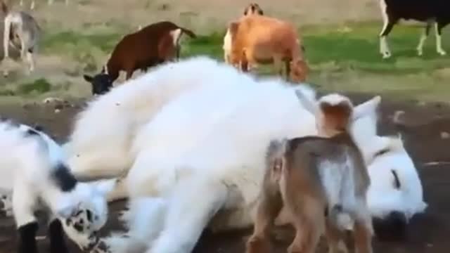 Little Lamb Loves To Play With The Collie