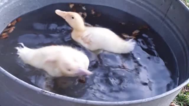 bathing ducks