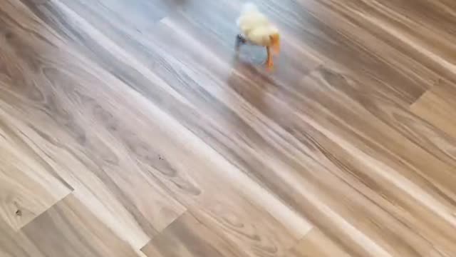 duckling#run#animals#funnypets