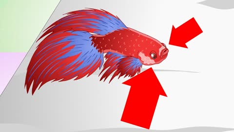 How to Have a Happy Betta Fish