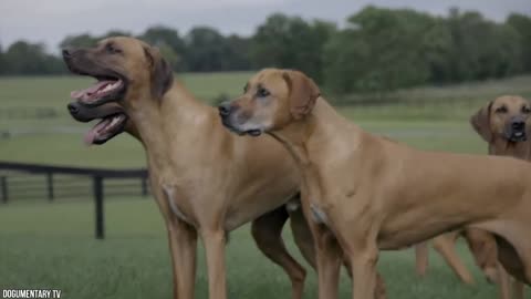 10 Strongest Guard Dogs In The World