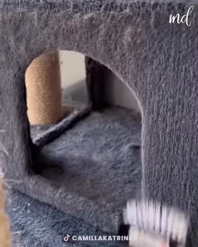 Fur-parents, a brush can help you clean your pet's hair