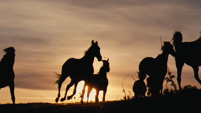 The horses are galloping in the sunset, where are you going