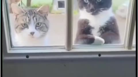 Cute cat reaction