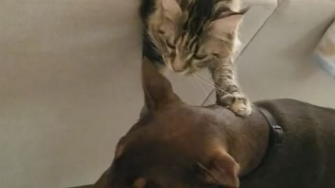 Maine Coon vs Dobie