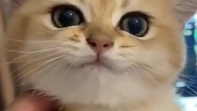 Cute Cat | Cute Pets Funny Animals Compilation #shorts #238