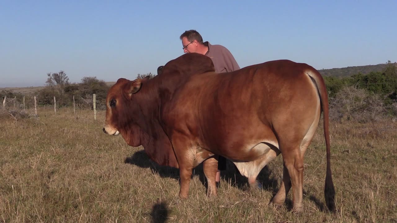 Loving Merlot the Boran Bull under the African Sun