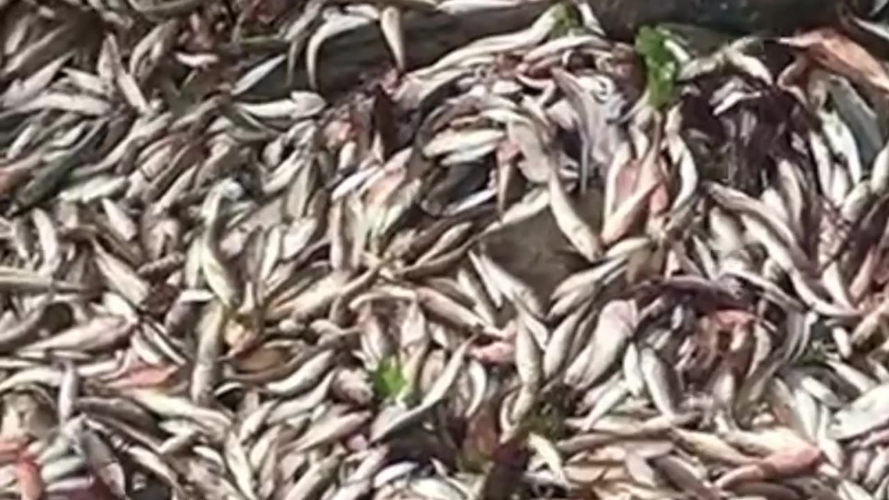 A lot of fish catch