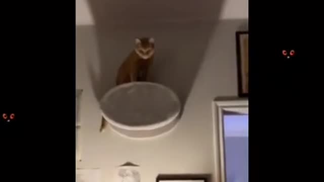 Try not to laugh