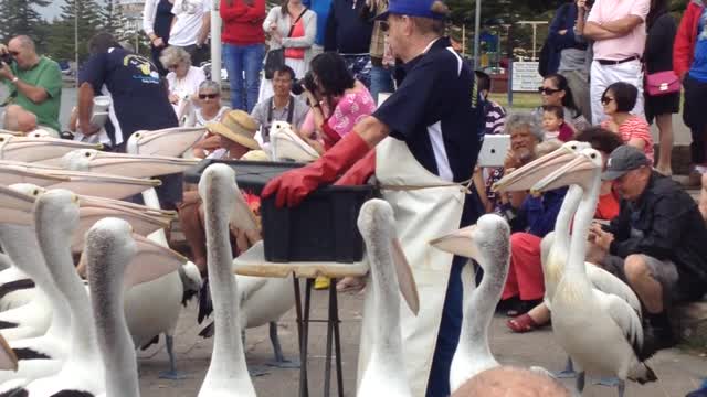 fisherman is feeding a lot of pelicans