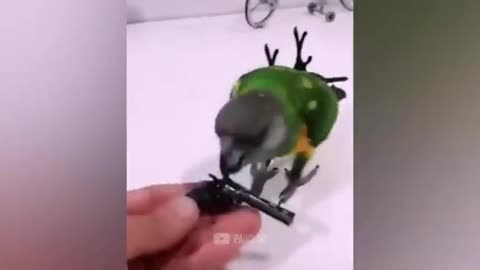 Bird funny 👉😃😃🐦🐦🐦