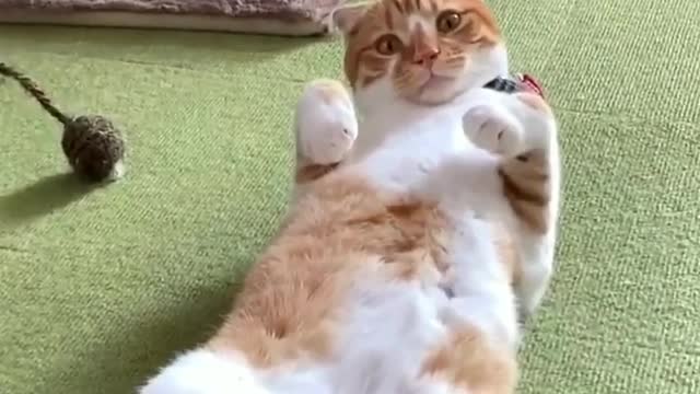 Cats doing funny things #3 | baby cats funny videos