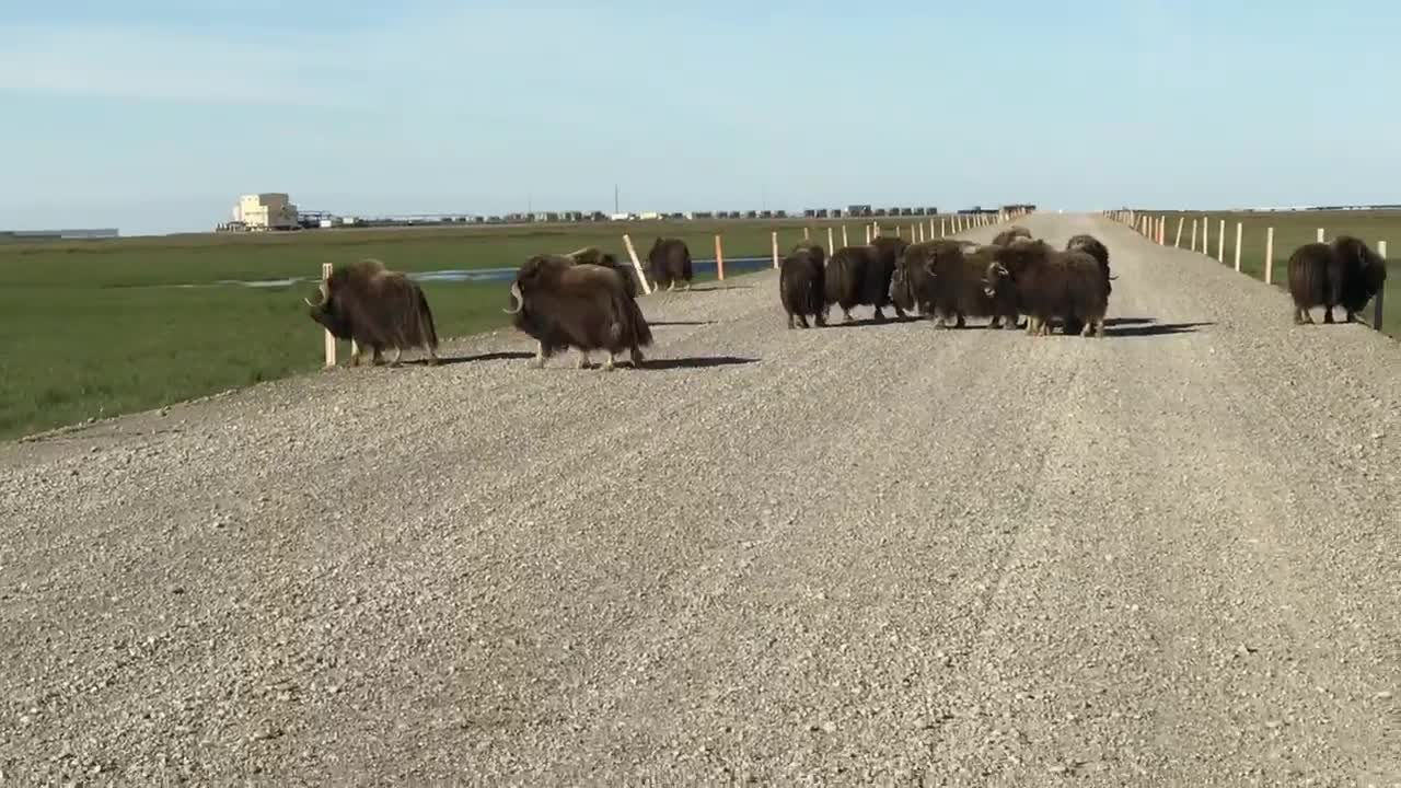 Alaskan Traffic Jam