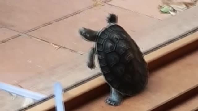 All Turtle Wants is a Cold One