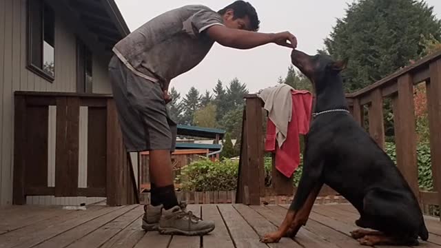 Doberman learning "stand" by deaf owner