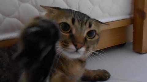 How can something be cute and dangerous at the same time?