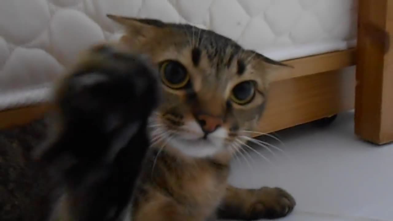 How can something be cute and dangerous at the same time?