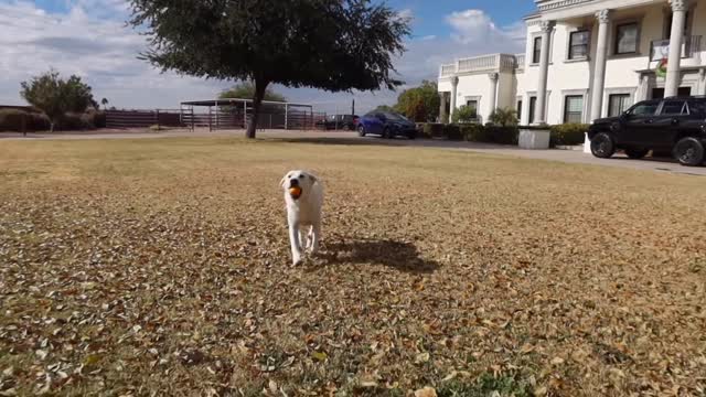 Dog has hilarious reaction to eating an orange 😂 (Try not to laugh)