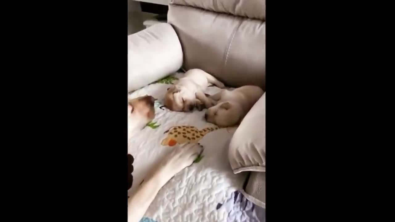 Cutest puppies p6 #short