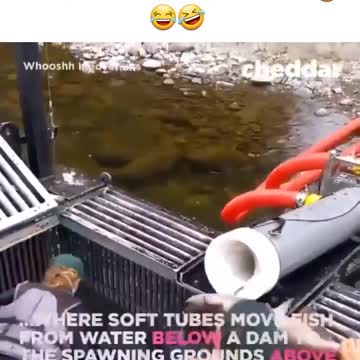 Populate lake with fish