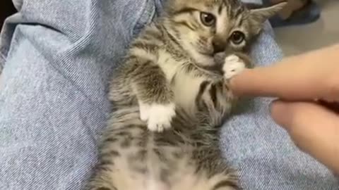 Baby Kitten Angry