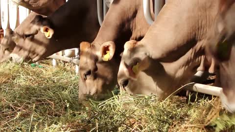 Cows eat a hay on livestock farm