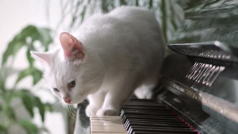 Cute Persian cat fun on piano