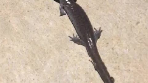 Crazy salamander on my porch