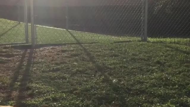 White borzoi dog spins around on green grass in cage