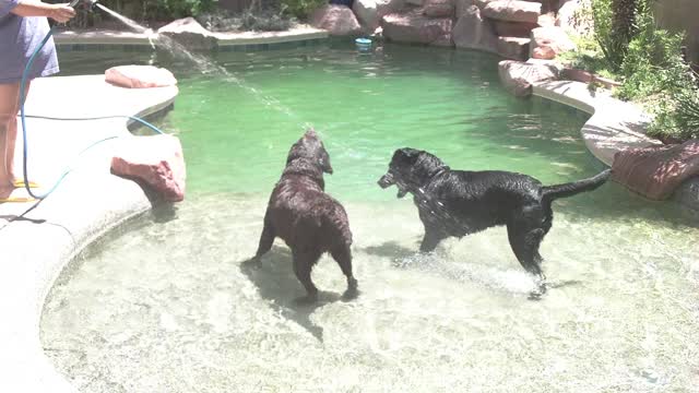 *FLASHBACK* June 27, 2018 - Doggos Finding Swimming Pool and Water Hose Part 2