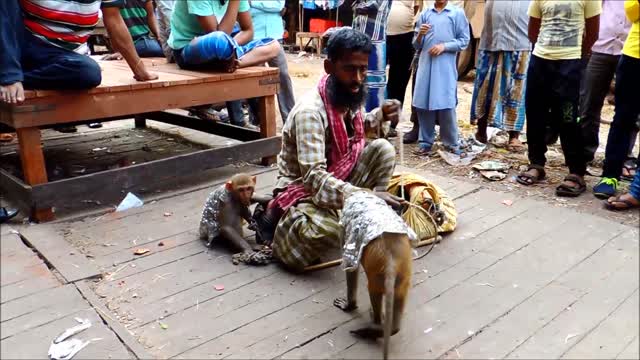 Dancing monkey street performance