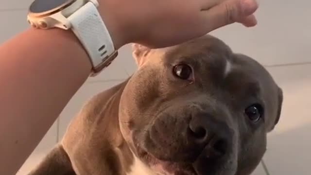 dog funny #shorts 2022🐕🐕🐕🐕🐕🐕🐕🐕