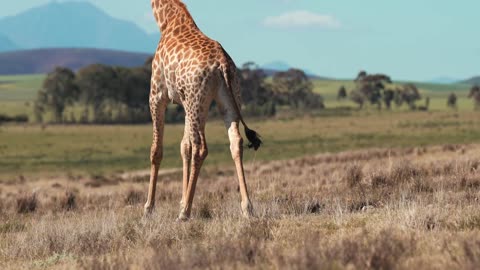 Safari Giraffe