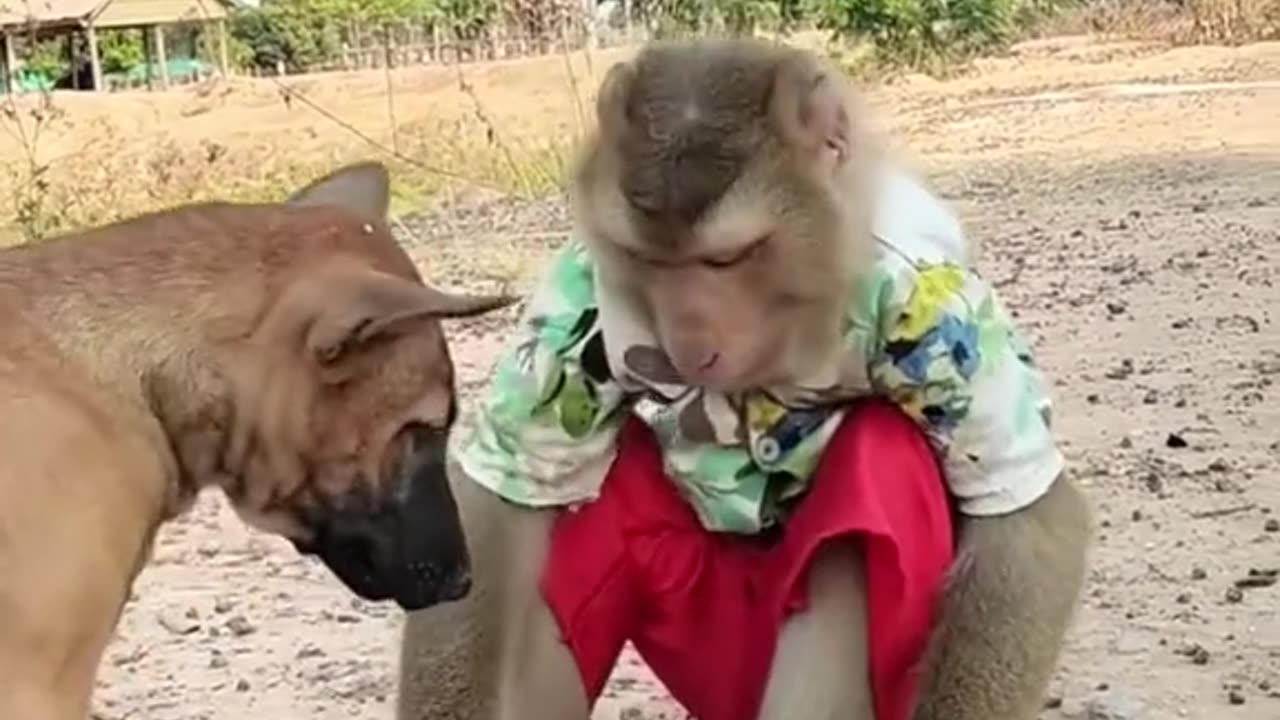 Dog and monkey funny video