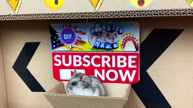 🐹🐍Snake Hamster Maze with Traps 😱[OBSTACLE COURSE]😱