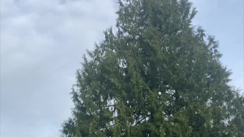 Kitty Climbs to the Top of Huge Tree