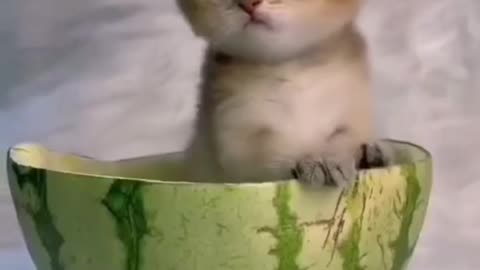 Super cute kitten ever! hihihi..
