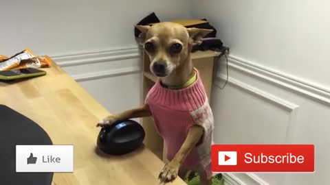 This is a really funny video and that dog is so cute.