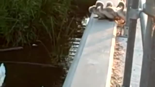 Little swan afraid of heights, Bravely took the first step in learning to fly