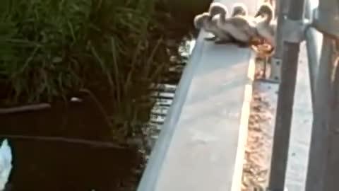 Little swan afraid of heights， Bravely took the first step in learning to fly