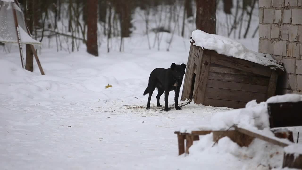 Black dog barks agains the kennel. Winter. Dog in country village